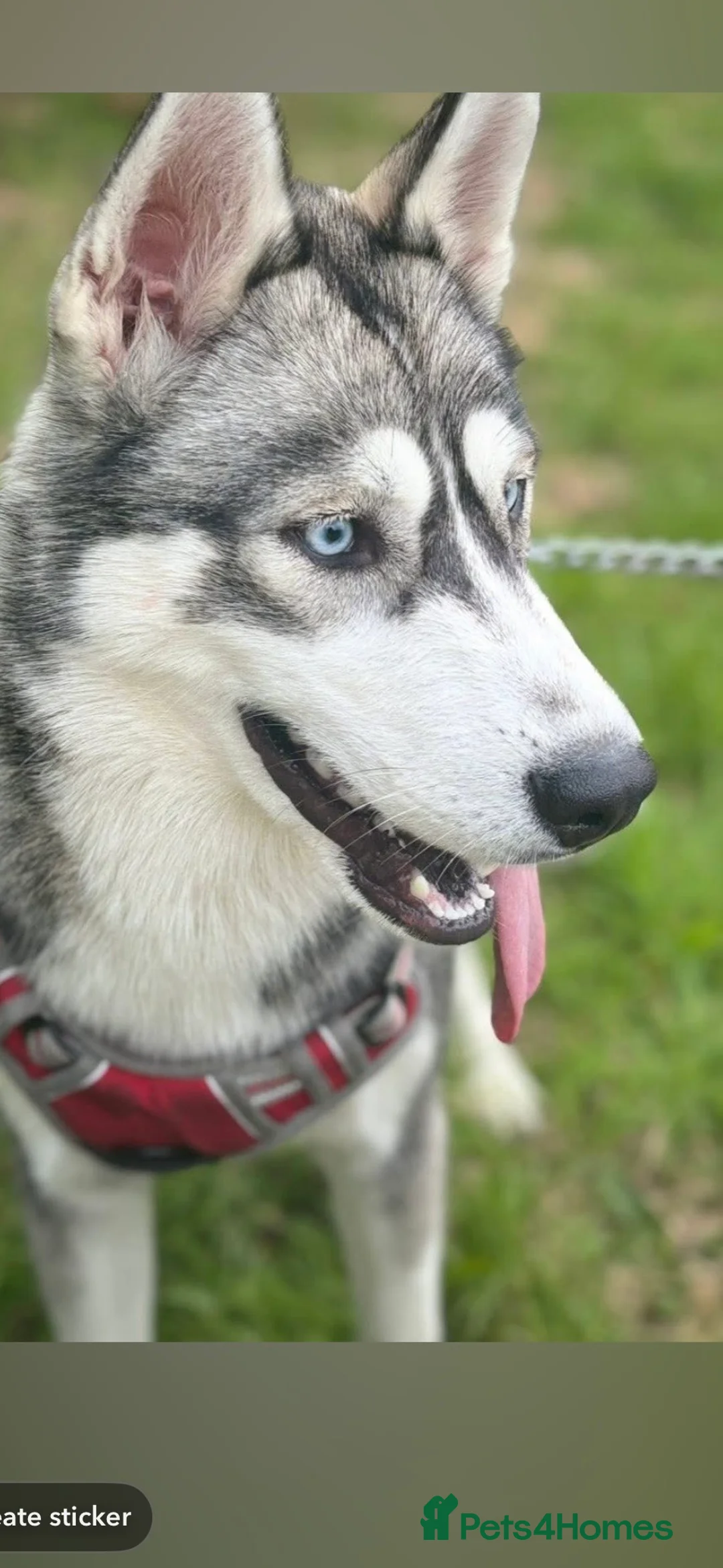 Siberian Husky dogs for sale: Husky  - Advert 2
