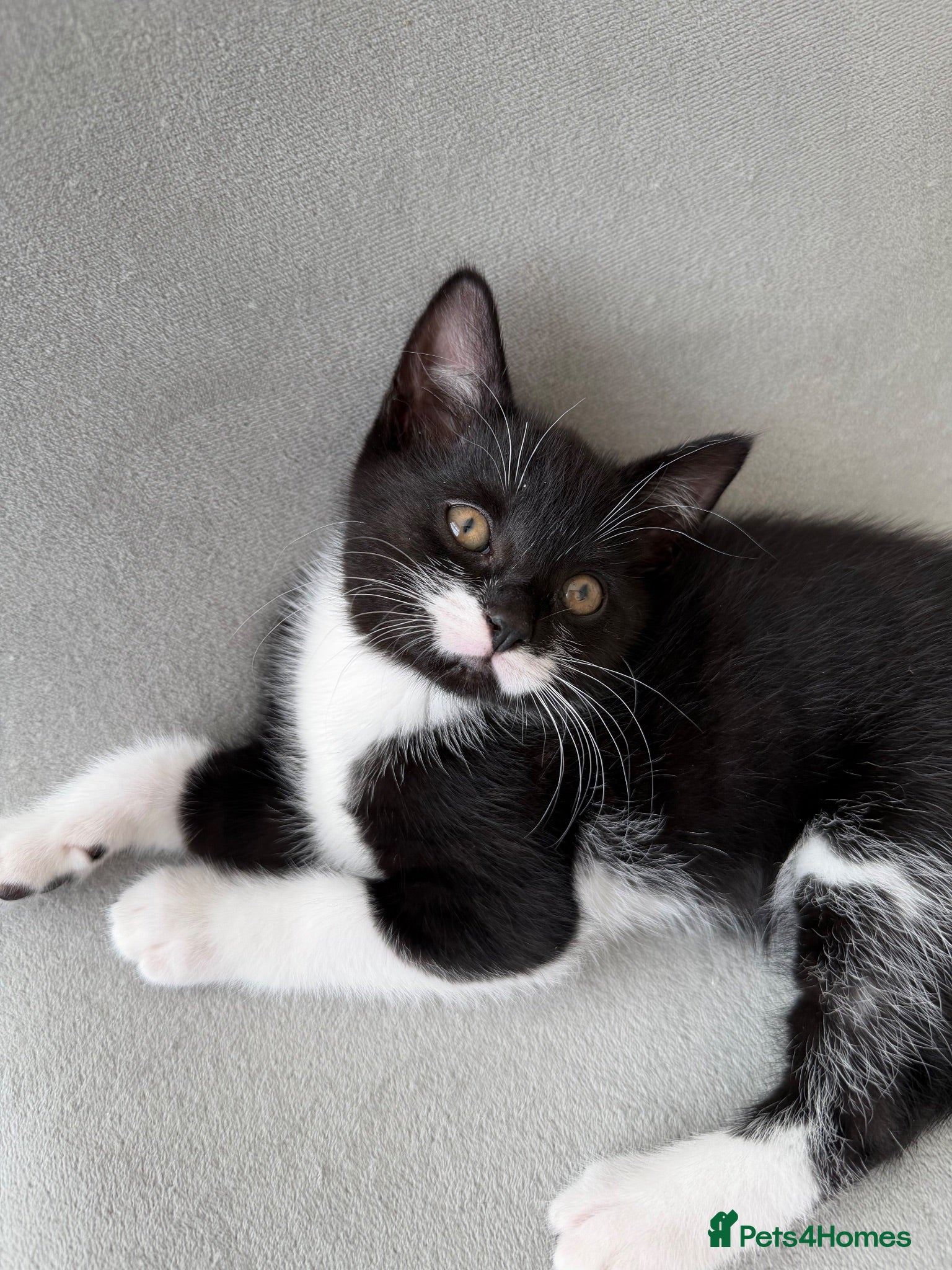 Mixed Breed cats Beautiful kitten looking for his forever home  - Advert 1
