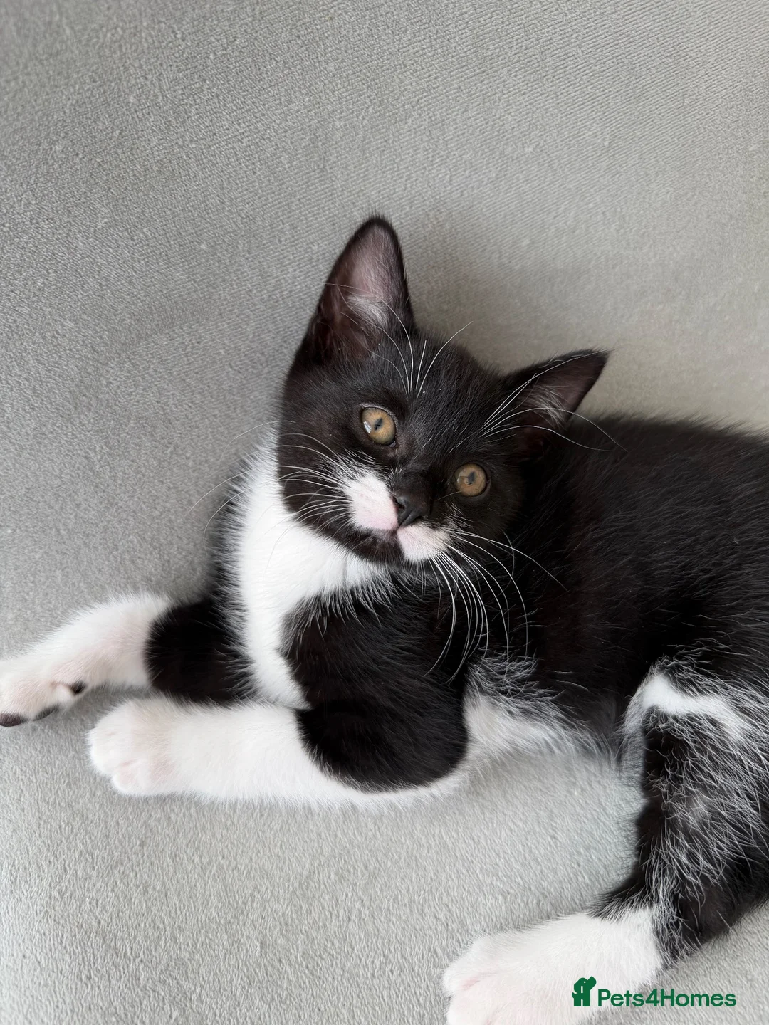 Mixed Breed cats for sale: Beautiful kitten looking for his forever home  - Advert 1