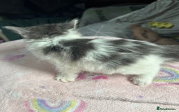 Mixed Breed cats for sale: Fluffy kittens ready soon  - Image 16