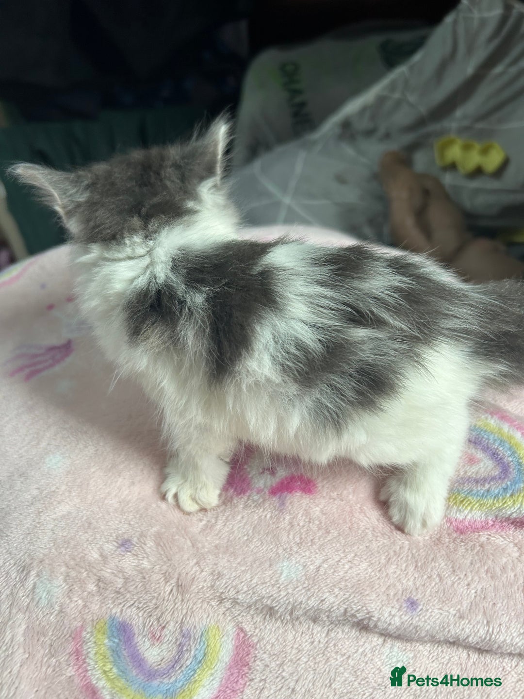 Mixed Breed cats for sale: Fluffy kittens ready soon  - Image 16