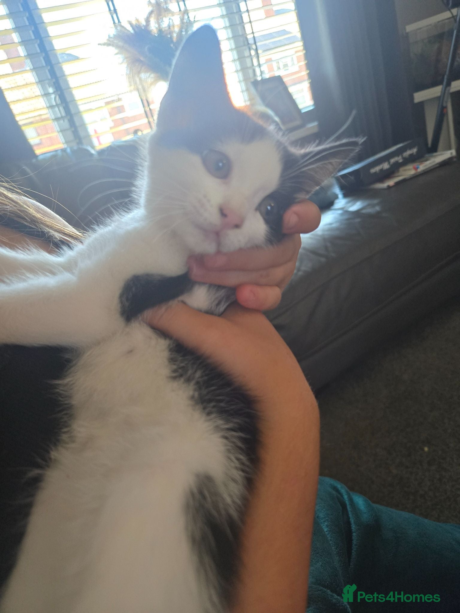 Mixed Breed cats White and black female beautiful  - Advert 2