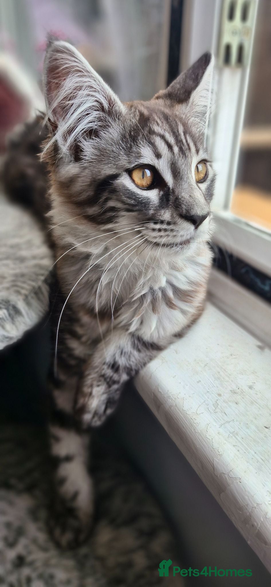 Maine Coon cats Adorable kitten looking for new home - Advert 8