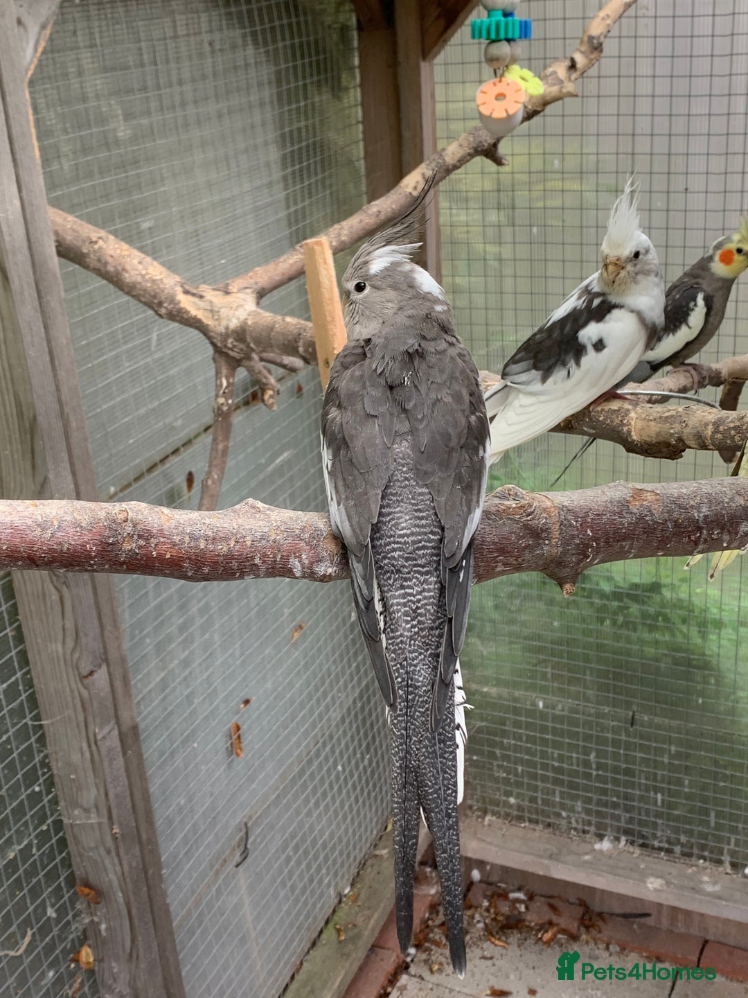 Cockatiels birds for sale: White Face Cockatiels For Sale  - Image 2
