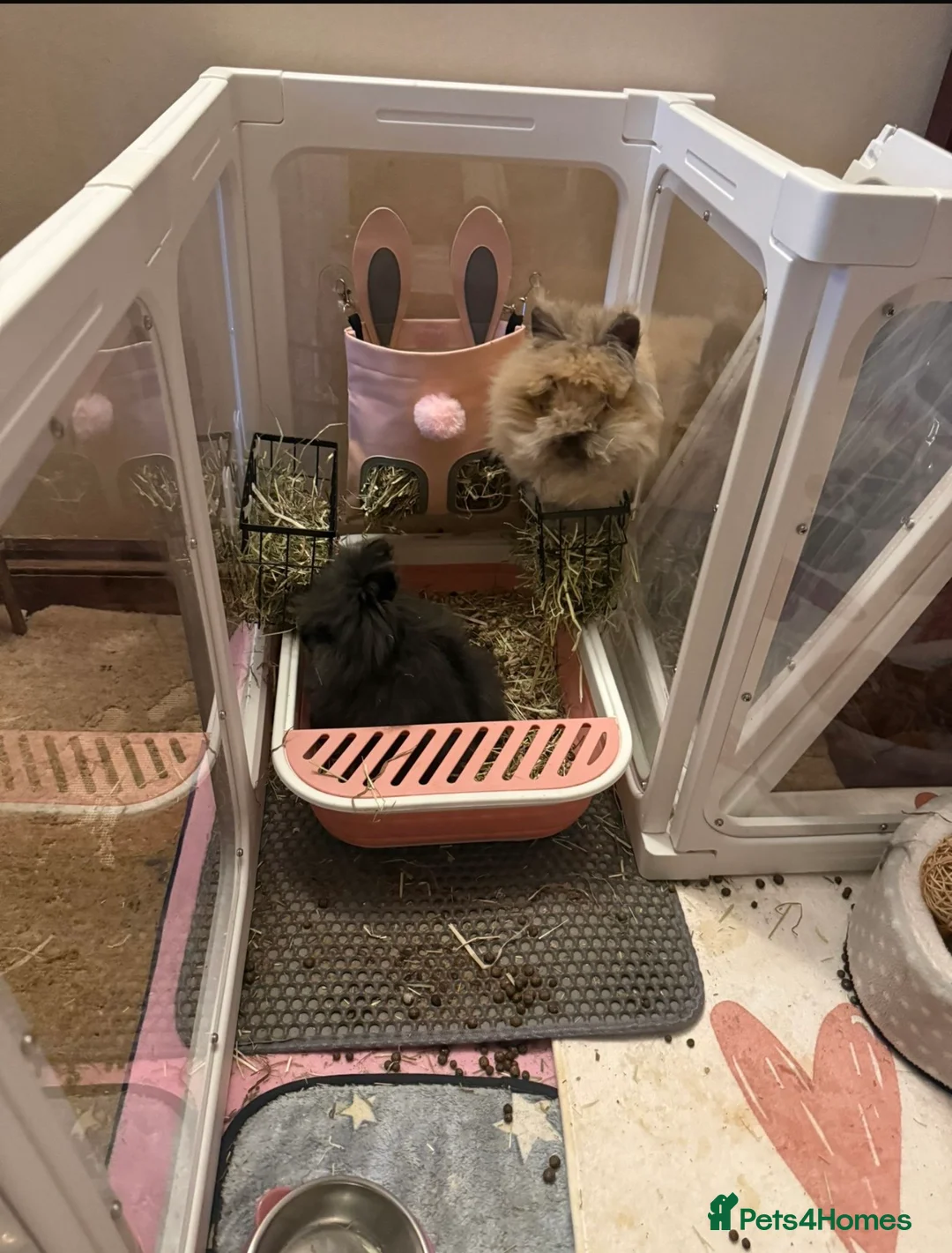 Lionhead rabbits for sale: 2x female lionheads  in Keighley - Advert 2