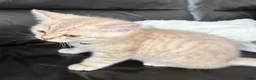 Scottish Fold cats for sale: Beautiful Scottish straights READY NOW  - Advert 11