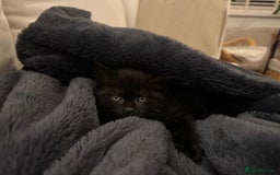 British Shorthair cats for sale: Black British Shorthair  - Image 2