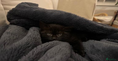 British Shorthair cats - Advert 8