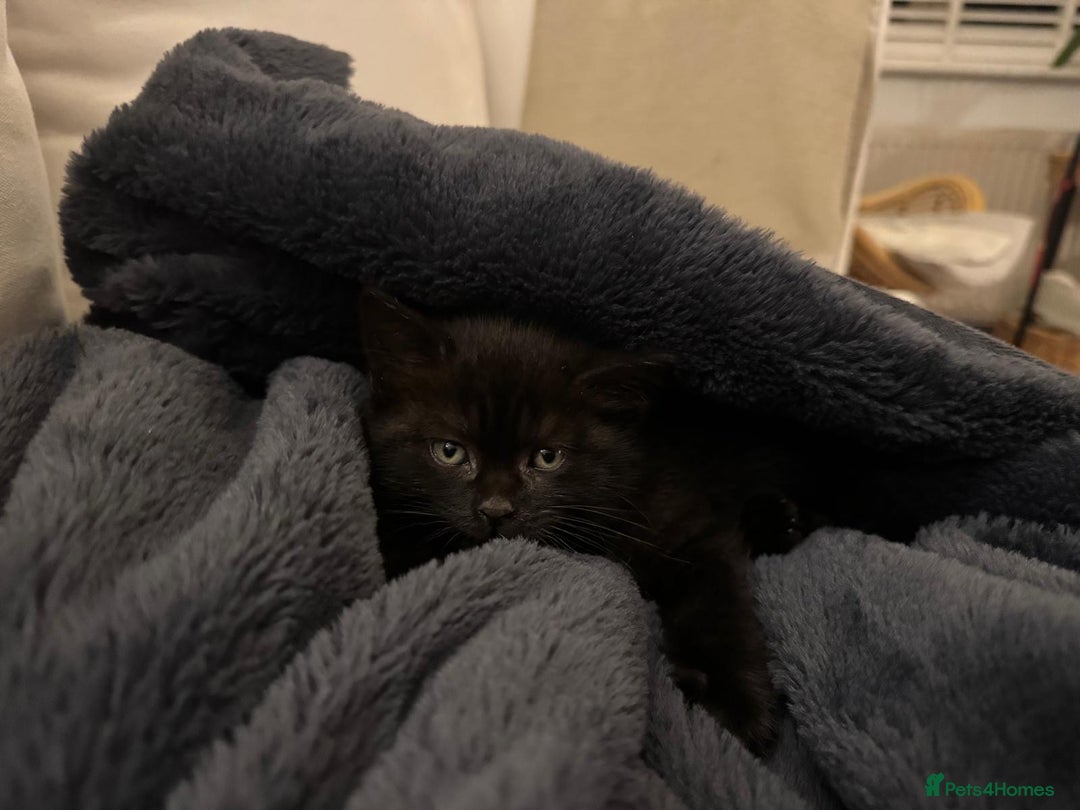 British Shorthair cats for sale: Black British Shorthair  - Image 2