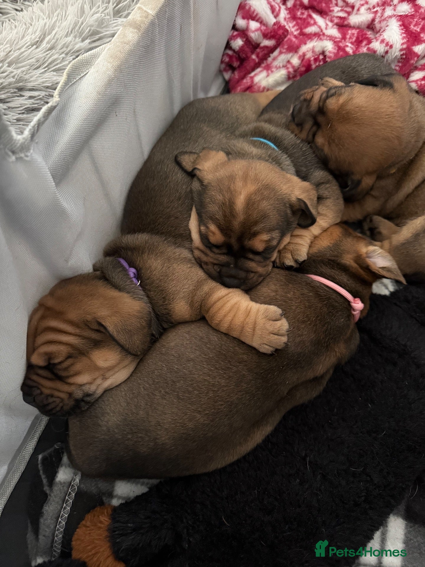 Mixed Breed dogs Miniature English bulldash - Advert 1