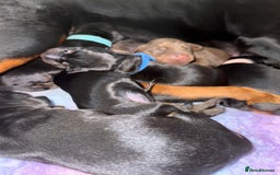 Dobermann dogs for sale: Stunning Top/Best Bloodline Dobermanns For Sale* - Advert 26