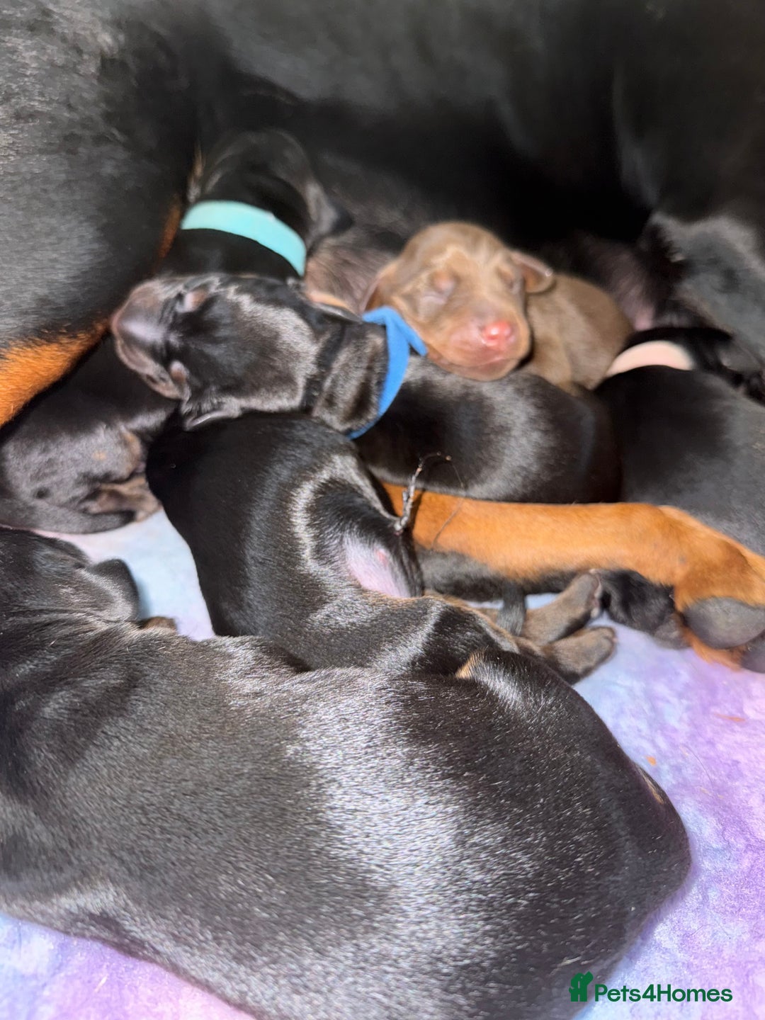 Dobermann dogs for sale: Stunning Top/Best Bloodline Dobermanns For Sale* - Advert 26