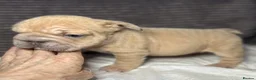French Bulldog dogs for sale: French bulldog puppies Ready Now! - Advert 31