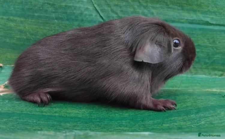 Guinea Pig rodents - Advert 12