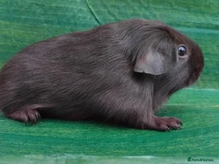 Guinea Pig rodents - Advert 10