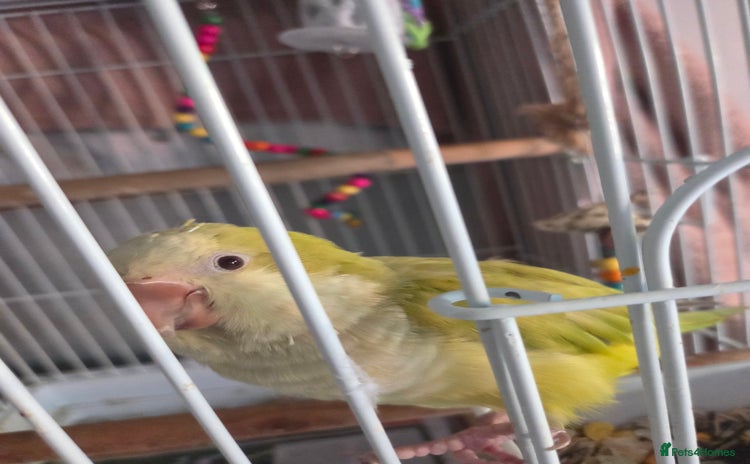 Parakeets birds - Advert 1