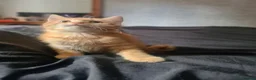 Mixed Breed cats for sale: maine coon x British short hair  - Advert 8