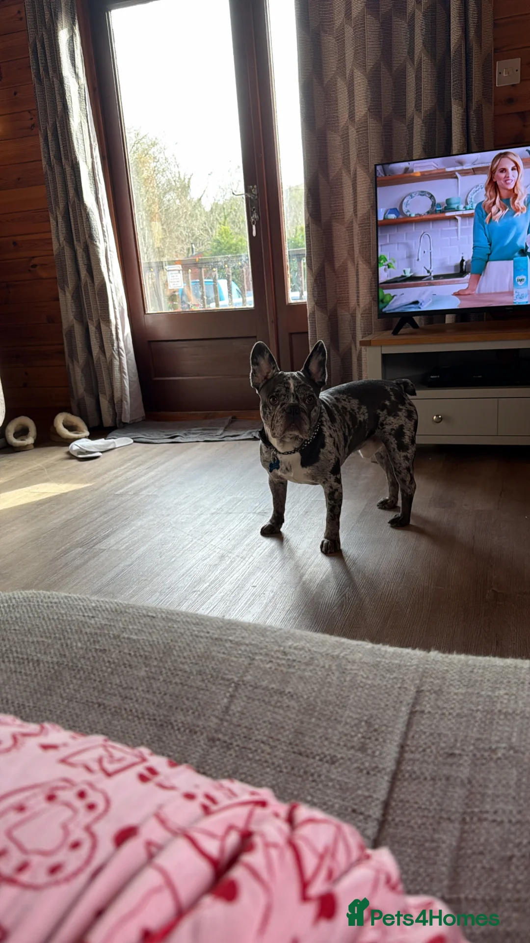 French Bulldog dogs for stud: *Merle French bulldog for stud* in Liverpool - Advert 2