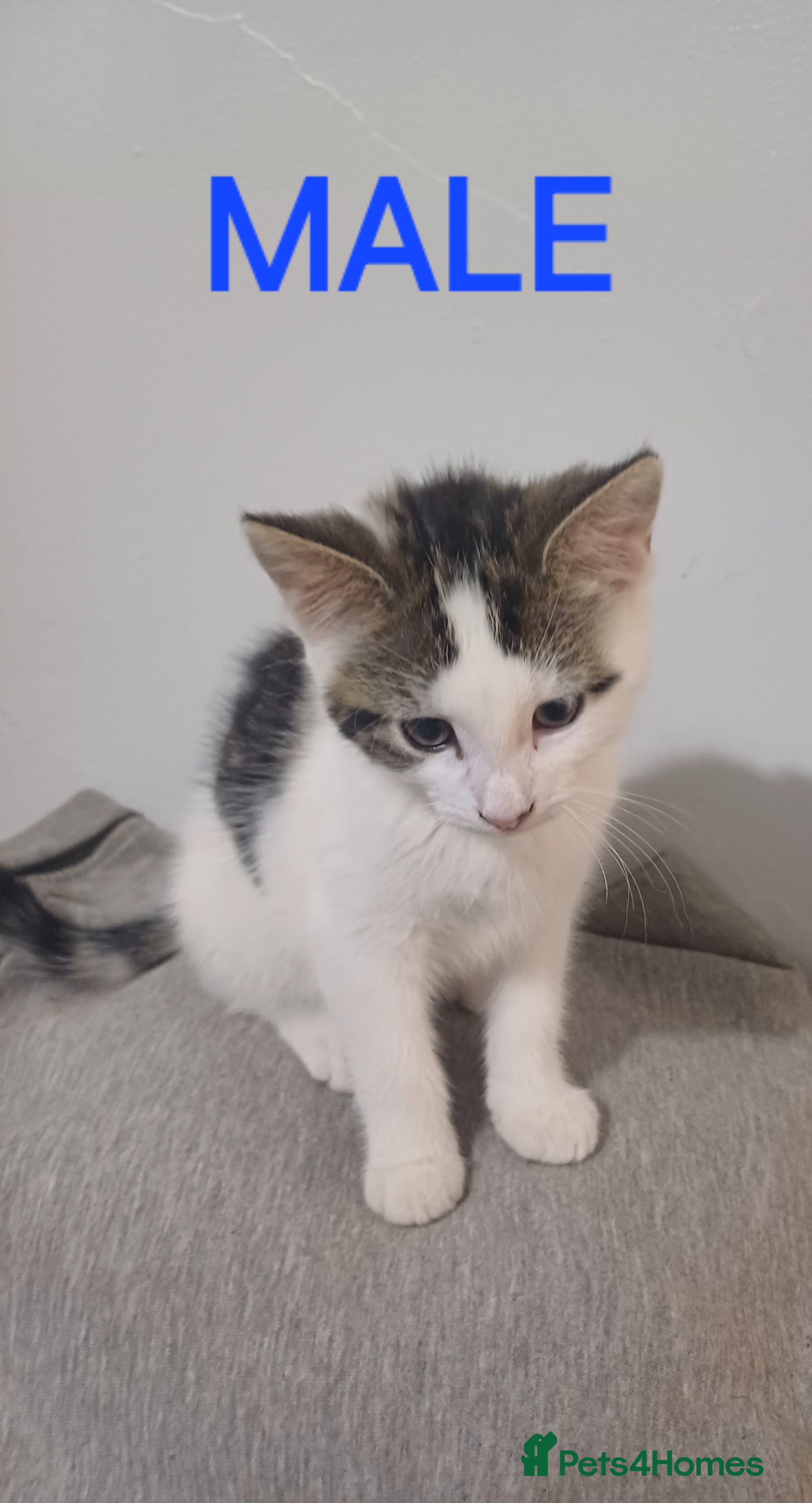 Mixed Breed cats 3 gorgeous playful kitties - Advert 3