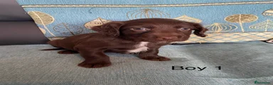 Cocker Spaniel 1