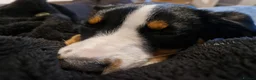 Sprollie dogs for sale: Luna the sprollie  - Advert 5