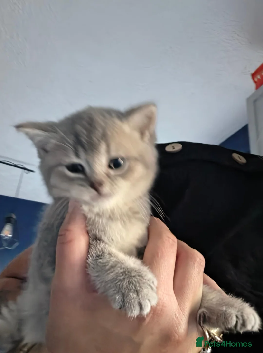 British Shorthair cats for sale: Silver tip british short hair  - Advert 15