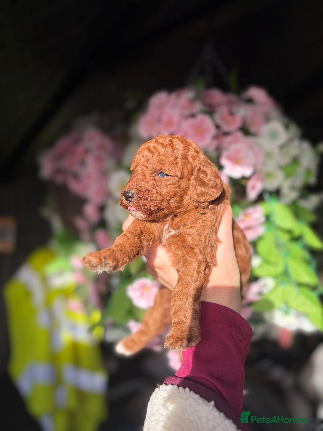 Cockapoo dogs for sale: 3 teddy bear F2 Cockapoo girls available  - Advert 14