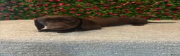 Miniature Dachshund dogs for sale: Tommy Solid Chocolate Boy  - Advert 3