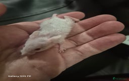 Mouse rodents for sale: Baby Fancy Mice - Image 5