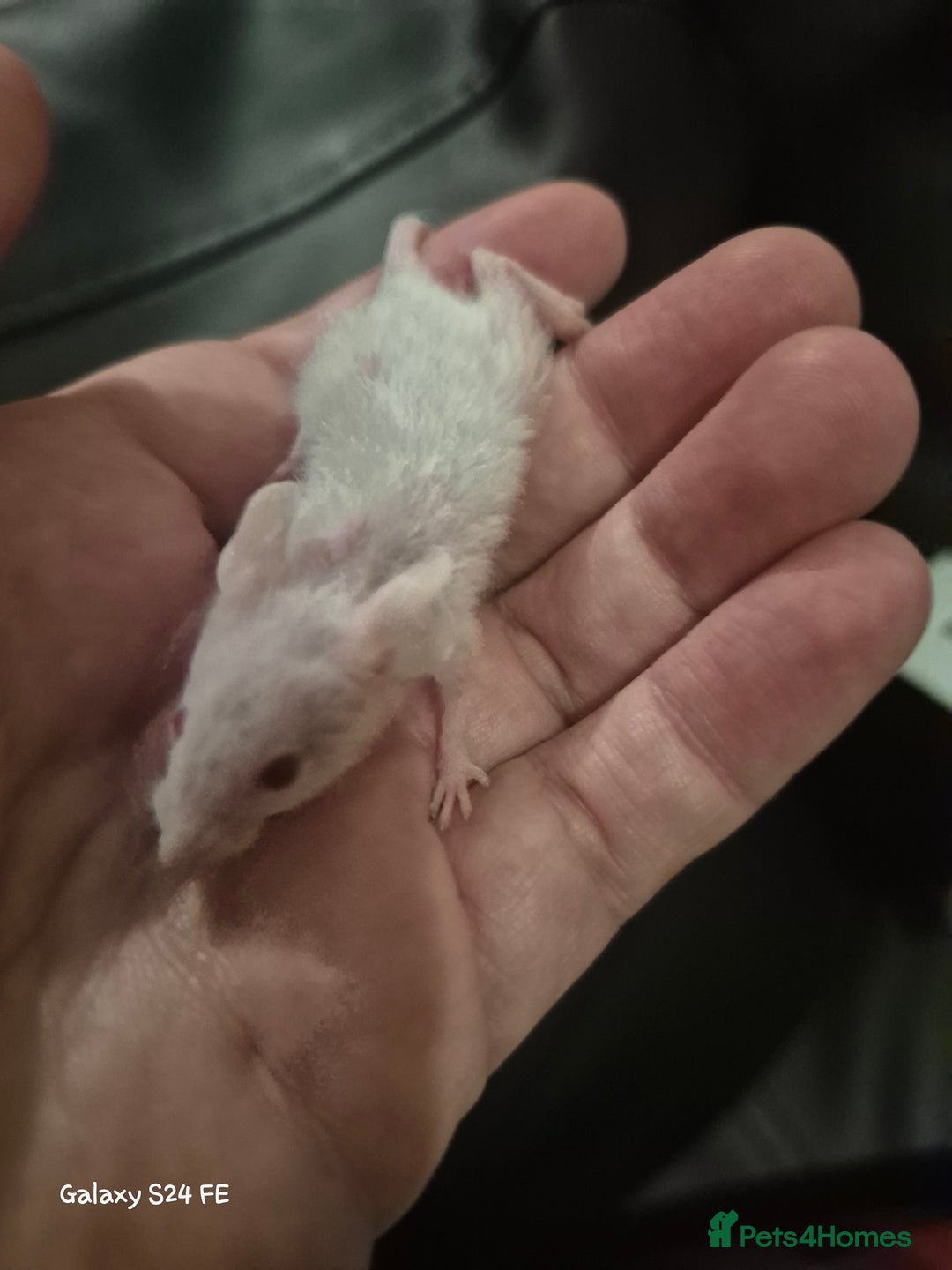 Mouse rodents for sale: Baby Fancy Mice - Image 5