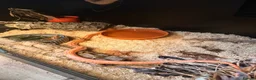 Corn Snake reptiles for sale: 2 year old female sun glow corn snake  in Winchelsea - Advert 6
