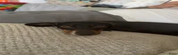 Miniature Dachshund dogs for sale: 1 year old Female minature dachshund  - Advert 5