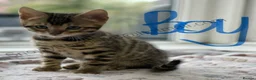 Bengal cats for sale: Bengal silverstorm and brown Rosette kittens - Advert 3