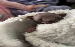 Sphynx cats for sale: Canadian Sphyx kittens - Image 5