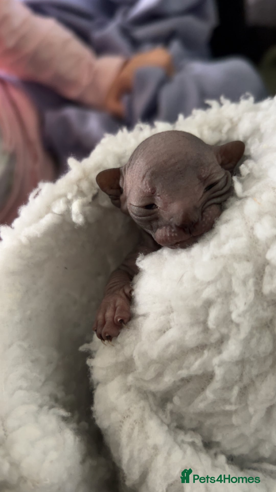 Sphynx cats for sale: Canadian Sphyx kittens - Image 5