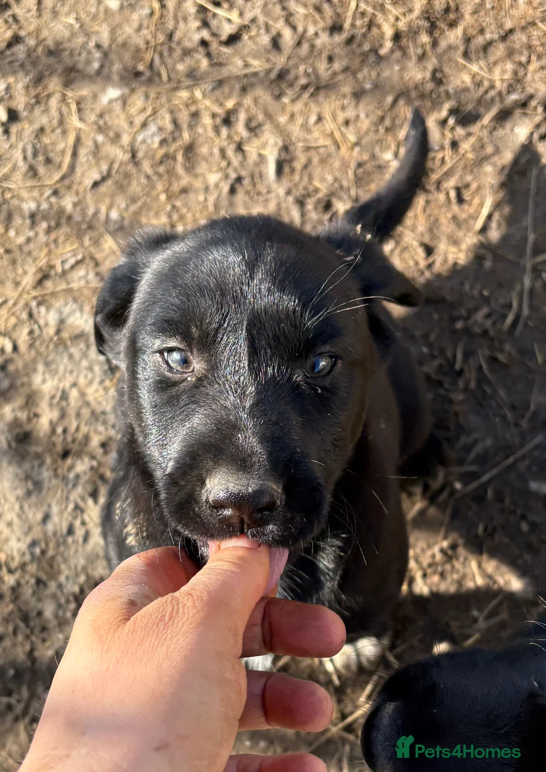 Borador dogs for sale: Beautiful Collie x Labrador puppies  - Advert 14