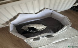 Sprocker dogs for sale: Sprocker spaniel male pup - Advert 3