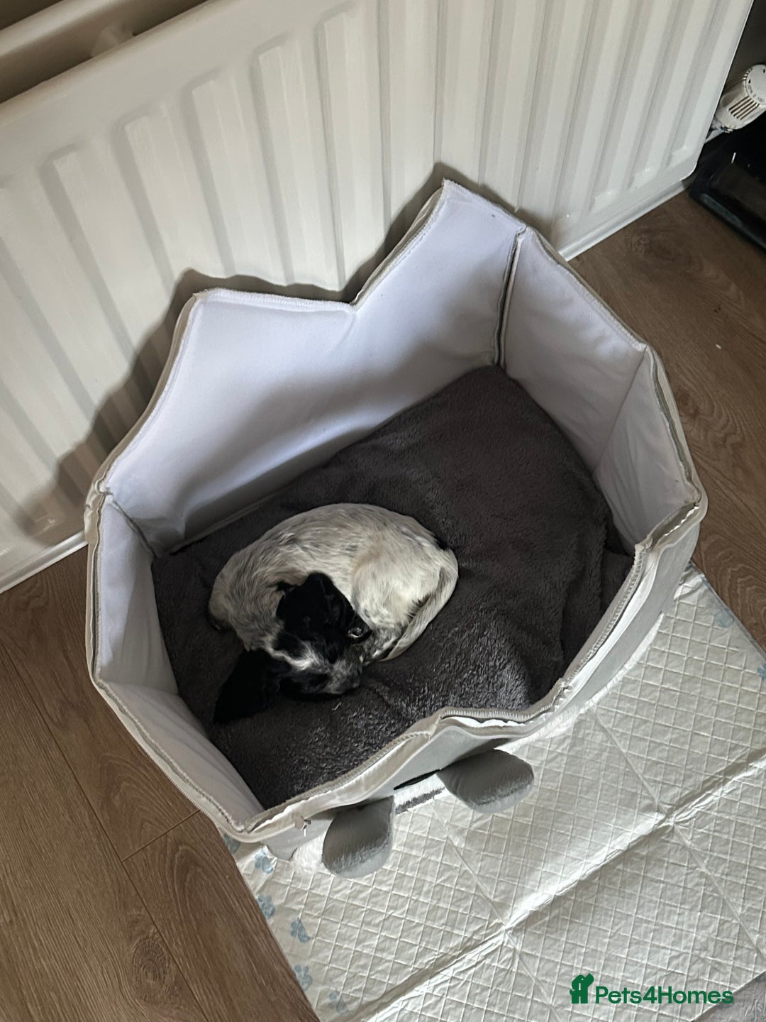 Sprocker dogs for sale: Sprocker spaniel male pup - Advert 3