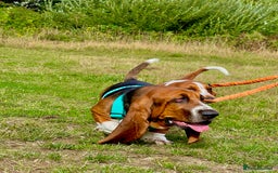 Basset Hound dogs for sale: 5 months old female basset hound - Image 2