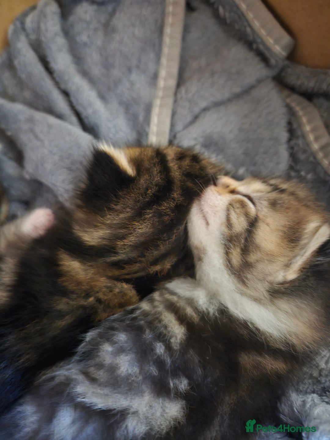 Domestic Shorthair cats for sale: Kittens for sale - Image 5
