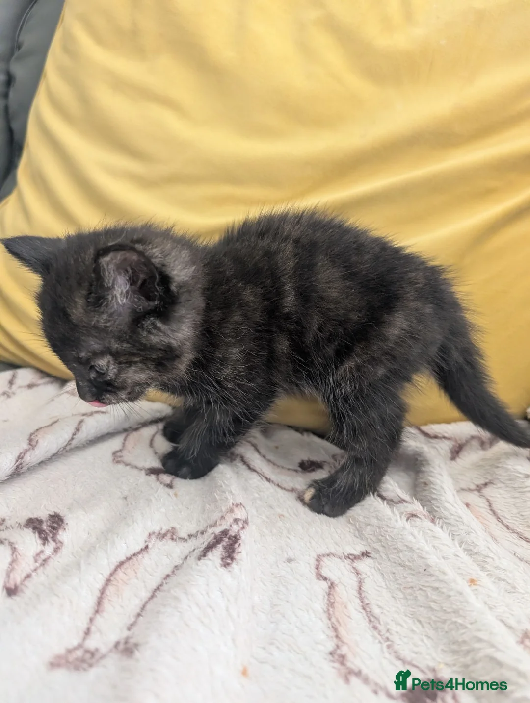 Mixed Breed cats for sale: Adorable Two left out of beautiful litter - Advert 8
