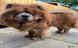 Chow Chow dogs for sale: Loving chow chow looking for a new home - Image 3