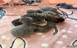 British Shorthair cats for sale: 6 Gorgeous British Shorthairs for sale  - Image 2