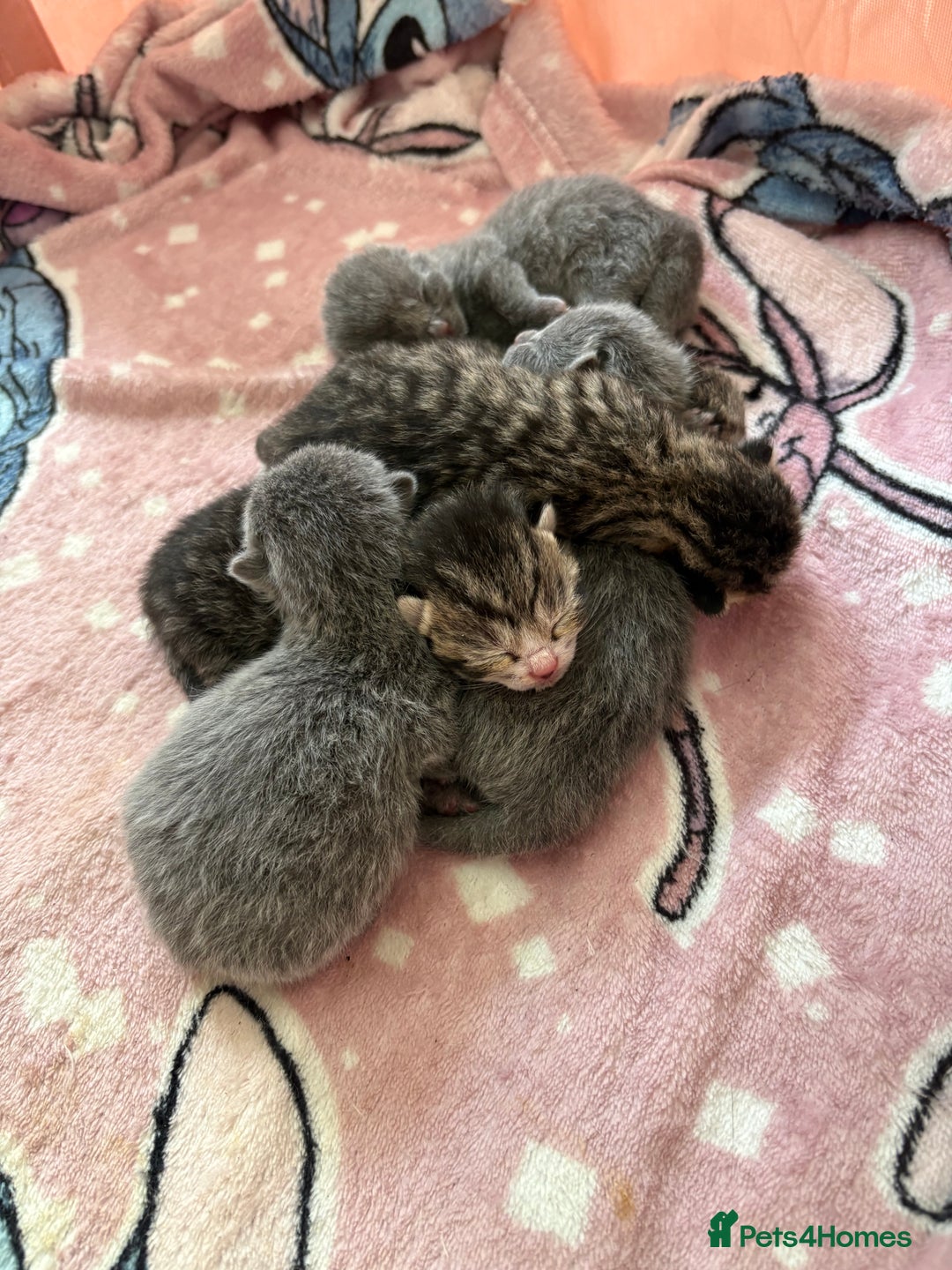 British Shorthair cats for sale: 6 Gorgeous British Shorthairs for sale  - Image 2