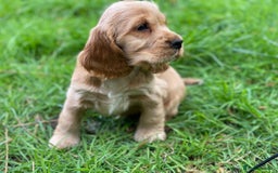 Cocker Spaniel dogs for stud: 100% SHOW TYPE, KC REGISTERED, 100% SUCCESS RATE in Crewe - Image 18