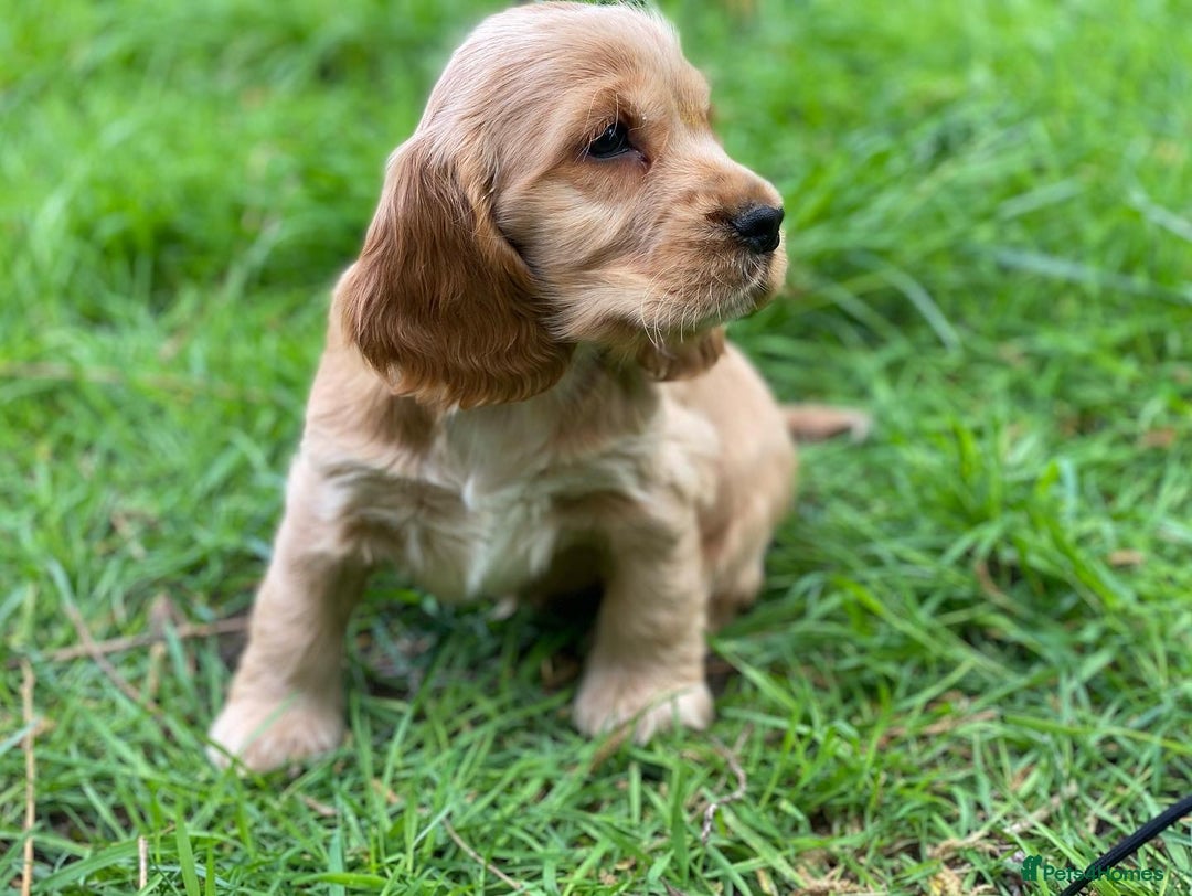 Cocker Spaniel dogs for stud: 100% SHOW TYPE, KC REGISTERED, 100% SUCCESS RATE in Crewe - Image 18