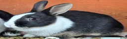 Netherland Dwarf rabbits for sale: 2 baby bunnies 🐰  - Advert 7