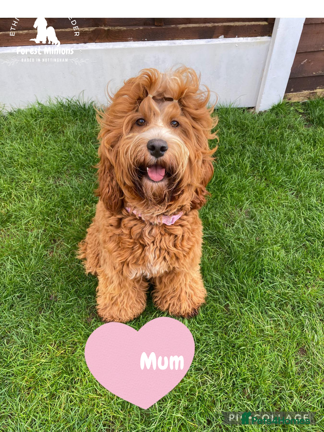 Cockapoo dogs for sale: Beautiful Cockapoo puppies (DNA CLEAR) - Advert 17