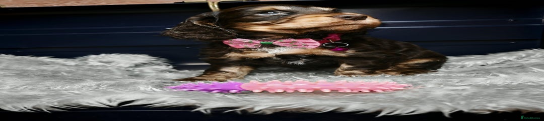 Pink collar girl