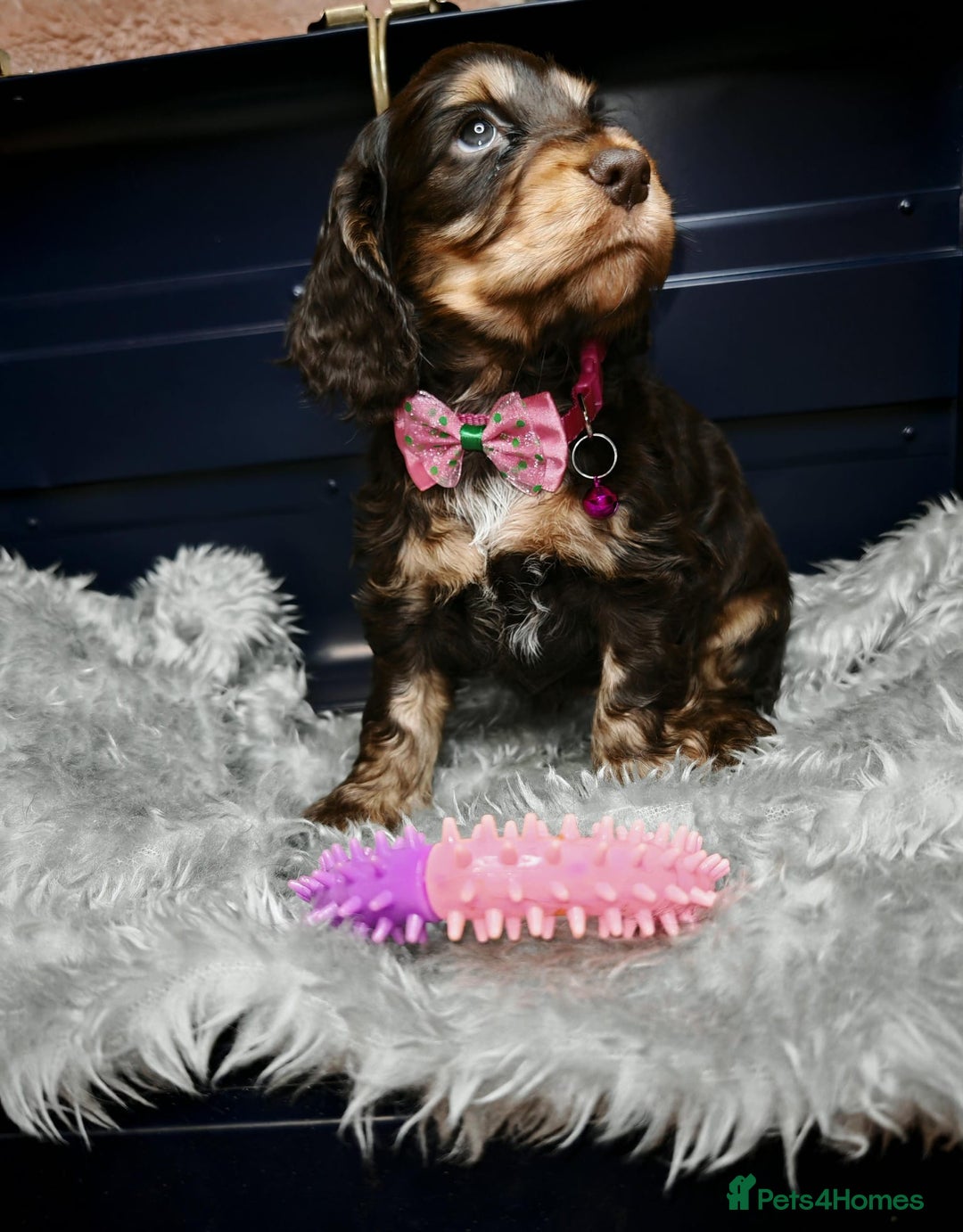 Cocker Spaniel dogs for sale: STUNNING LITTER OF KC SHOW COCKER SPANIEL PUPS!  - Image 18
